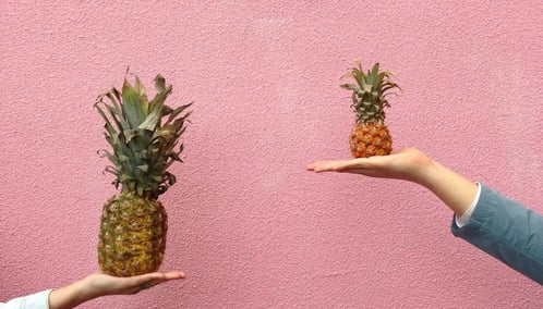 Two people holding pineapples on their palms